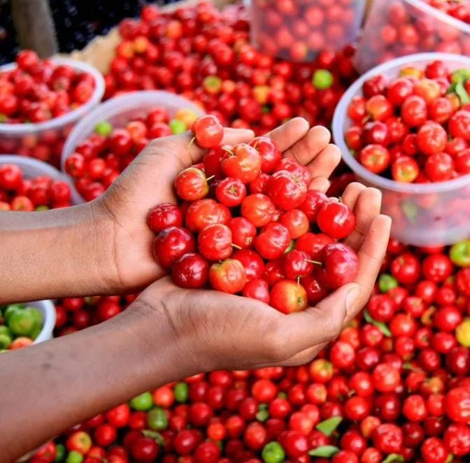 Set of 2 Barbados Cherry Live Plants (Malpighia emarginata) – 4-6" Tall – Edible Fruit - Image 3