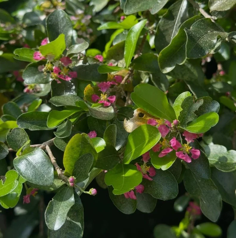 Set of 2 Barbados Cherry Live Plants (Malpighia emarginata) – 4-6" Tall – Edible Fruit - Image 6