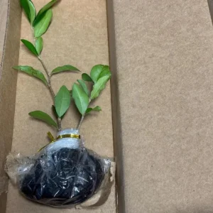 Set of 2 Barbados Cherry Live Plants (Malpighia emarginata) – 4-6