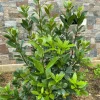 Set of 2 Bay Laurel Live Plants - Laurus nobilis Culinary Herb, 4-6" Tall, Bare Root - Image 1