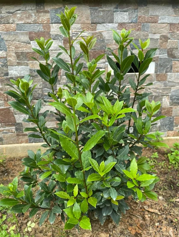 Set of 2 Bay Laurel Live Plants - Laurus nobilis Culinary Herb, 4-6" Tall, Bare Root - Image 1