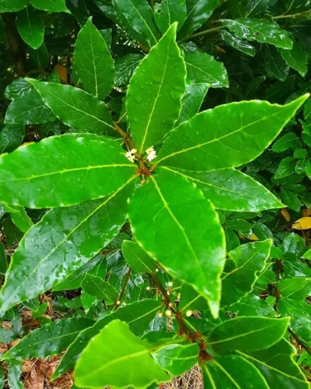 Set of 2 Bay Laurel Live Plants - Laurus nobilis Culinary Herb, 4-6" Tall, Bare Root - Image 2