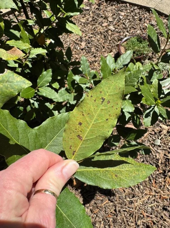 Set of 2 Bay Laurel Live Plants - Laurus nobilis Culinary Herb, 4-6" Tall, Bare Root - Image 5