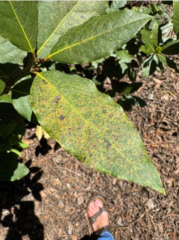 Set of 2 Bay Laurel Live Plants - Laurus nobilis Culinary Herb, 4-6" Tall, Bare Root - Image 6