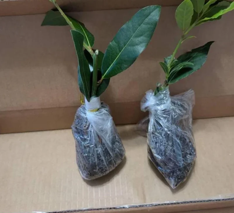 Set of 2 Bay Laurel Live Plants - Laurus nobilis Culinary Herb, 4-6" Tall, Bare Root - Image 7