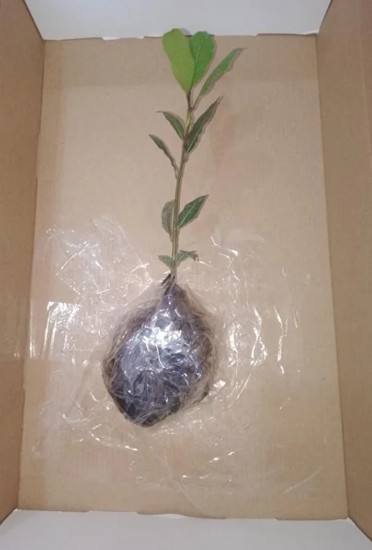 Set of 2 Bay Laurel Live Plants - Laurus nobilis Culinary Herb, 4-6" Tall, Bare Root - Image 8