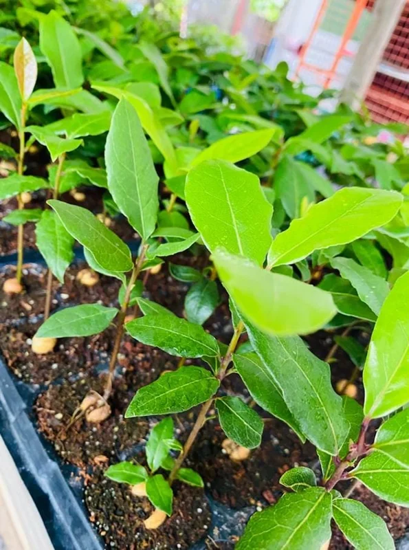 Set of 2 Bay Laurel Live Plants - Laurus nobilis Culinary Herb, 4-6" Tall, Bare Root - Image 9