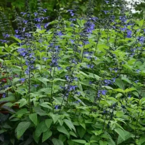 Set of 2 Black and Blue Salvia Live Plants – 4-6” Tall – Flowering Perennial - Image 10