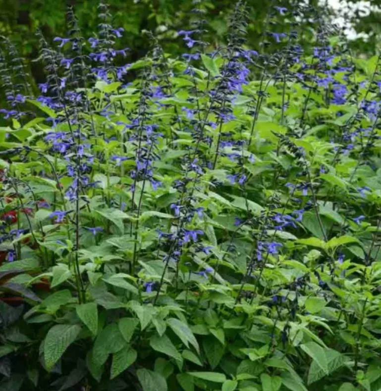 Set of 2 Black and Blue Salvia Live Plants – 4-6” Tall – Flowering Perennial - Image 10