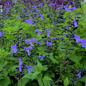 Set of 2 Black and Blue Salvia Live Plants – 4-6” Tall – Flowering Perennial - Image 2