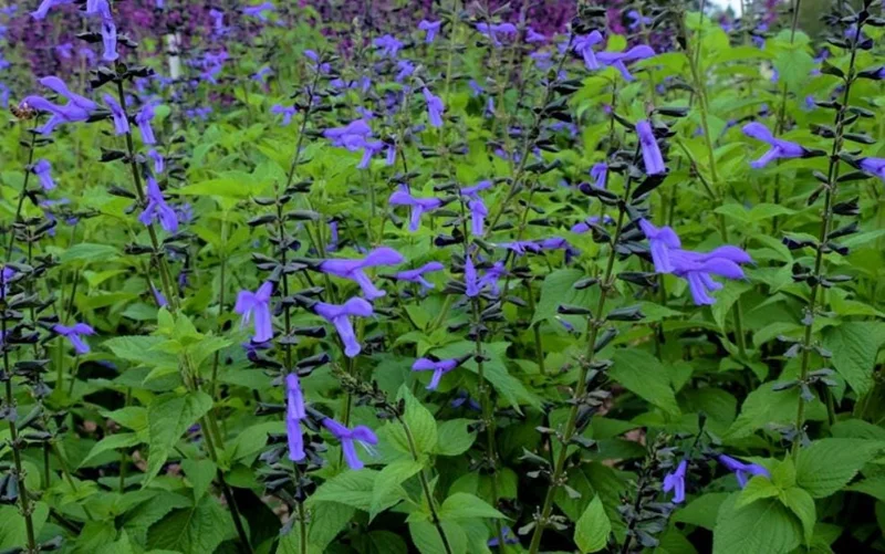 Set of 2 Black and Blue Salvia Live Plants – 4-6” Tall – Flowering Perennial - Image 2