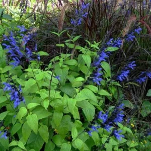 Set of 2 Black and Blue Salvia Live Plants – 4-6” Tall – Flowering Perennial - Image 3