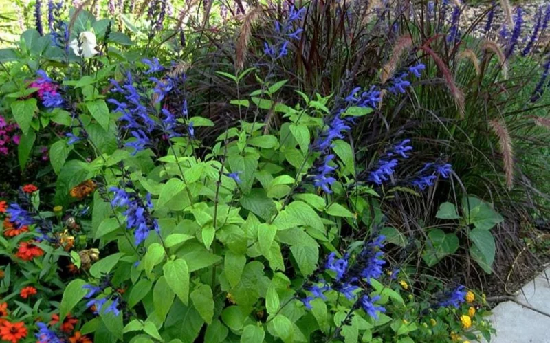 Set of 2 Black and Blue Salvia Live Plants – 4-6” Tall – Flowering Perennial - Image 3