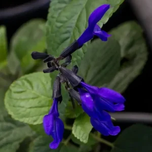 Set of 2 Black and Blue Salvia Live Plants – 4-6” Tall – Flowering Perennial - Image 4