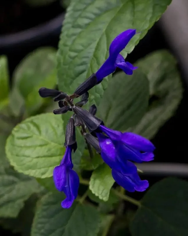 Set of 2 Black and Blue Salvia Live Plants – 4-6” Tall – Flowering Perennial - Image 4