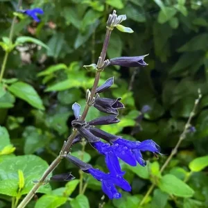 Set of 2 Black and Blue Salvia Live Plants – 4-6” Tall – Flowering Perennial - Image 5