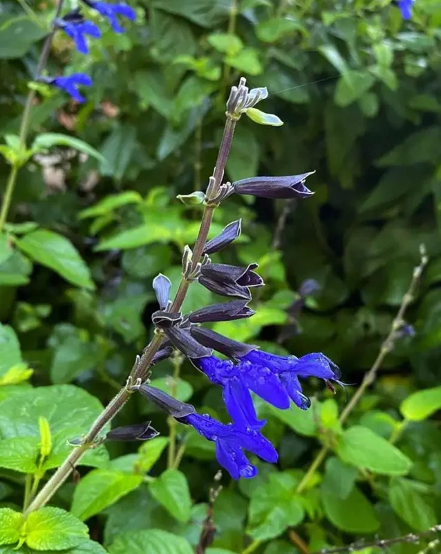 Set of 2 Black and Blue Salvia Live Plants – 4-6” Tall – Flowering Perennial - Image 5