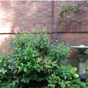 Set of 2 Black and Blue Salvia Live Plants – 4-6” Tall – Flowering Perennial - Image 6