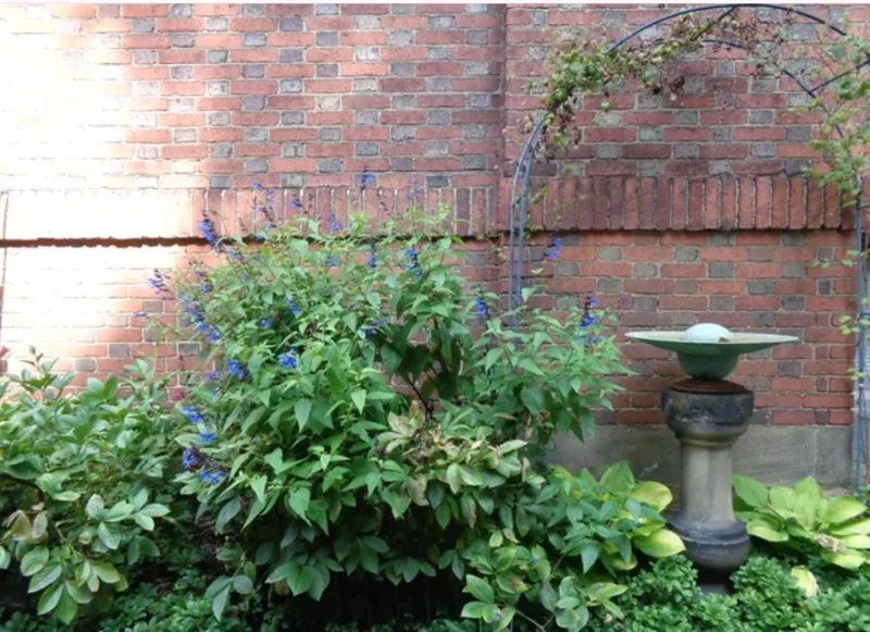 Set of 2 Black and Blue Salvia Live Plants – 4-6” Tall – Flowering Perennial - Image 6