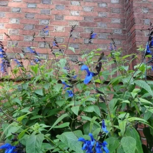 Set of 2 Black and Blue Salvia Live Plants – 4-6” Tall – Flowering Perennial - Image 7