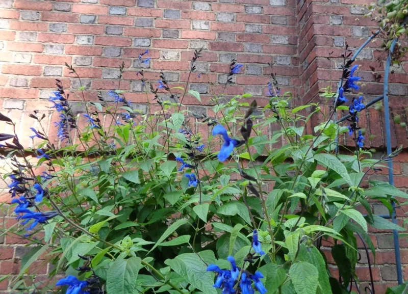 Set of 2 Black and Blue Salvia Live Plants – 4-6” Tall – Flowering Perennial - Image 7