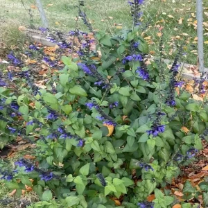 Set of 2 Black and Blue Salvia Live Plants – 4-6” Tall – Flowering Perennial - Image 8