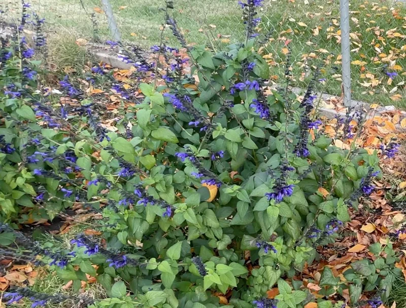Set of 2 Black and Blue Salvia Live Plants – 4-6” Tall – Flowering Perennial - Image 8