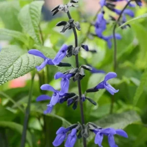 Set of 2 Black and Blue Salvia Live Plants – 4-6” Tall – Flowering Perennial - Image 9