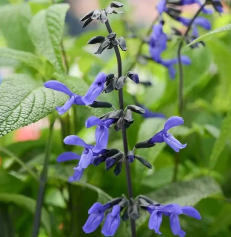 Set of 2 Black and Blue Salvia Live Plants – 4-6” Tall – Flowering Perennial - Image 9