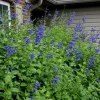 Set of 2 Black and Blue Salvia Live Plants – 4-6” Tall – Flowering Perennial - Image 1