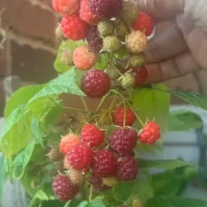 Set of 2 Caroline Red Raspberry Live Plants - 4