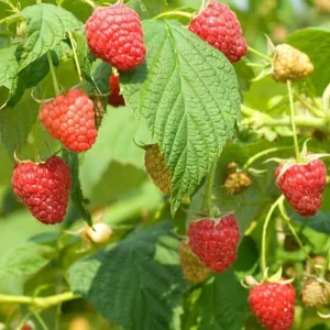 Set of 2 Caroline Red Raspberry Live Plants - 4