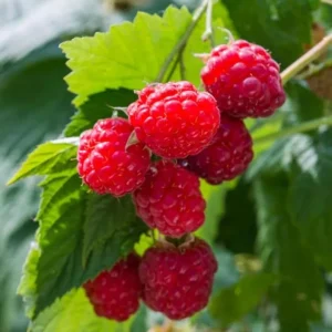 Set of 2 Caroline Red Raspberry Live Plants - 4