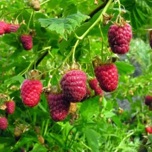 Set of 2 Caroline Red Raspberry Live Plants - 4