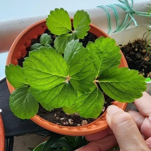 Set of 2 Caroline Red Raspberry Live Plants - 4