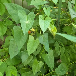 Set of 2 Caroline Red Raspberry Live Plants - 4