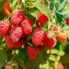Set of 2 Caroline Red Raspberry Live Plants - 4" Tall Bare Root Outdoor Berry Shrub - Image 1