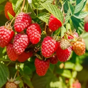 Set of 2 Caroline Red Raspberry Live Plants - 4