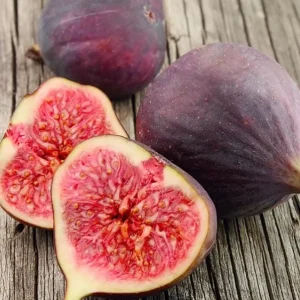 Set of 2 Celeste Fig Live Plants (Ficus carica) – 4-6