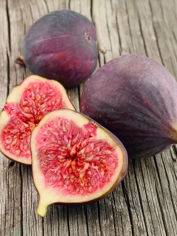 Set of 2 Celeste Fig Live Plants (Ficus carica) – 4-6" Tall – Edible Fruit Tree - Image 1