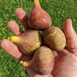 Set of 2 Celeste Fig Live Plants (Ficus carica) – 4-6