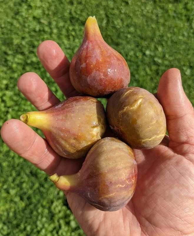 Set of 2 Celeste Fig Live Plants (Ficus carica) – 4-6" Tall – Edible Fruit Tree - Image 2