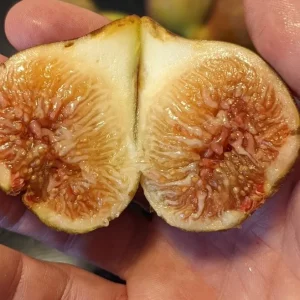 Set of 2 Celeste Fig Live Plants (Ficus carica) – 4-6