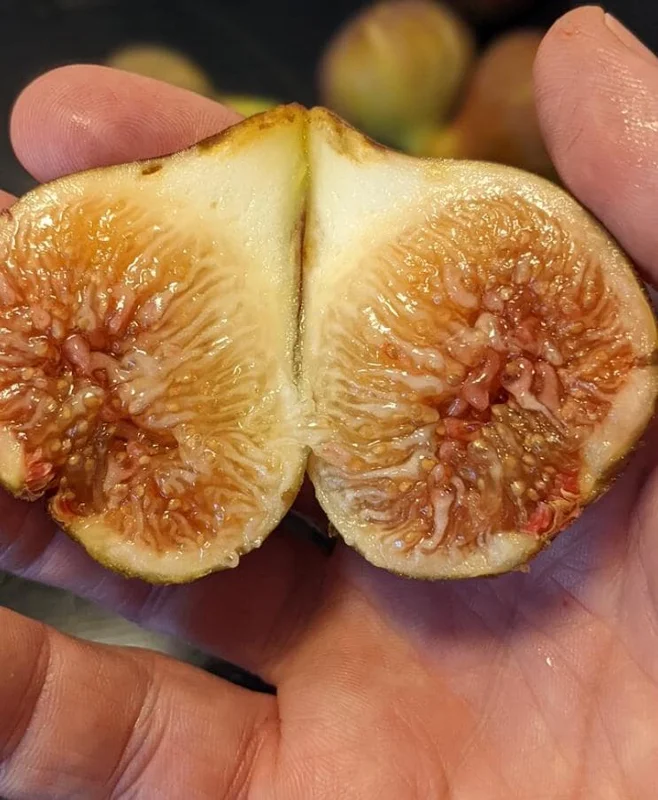 Set of 2 Celeste Fig Live Plants (Ficus carica) – 4-6" Tall – Edible Fruit Tree - Image 3