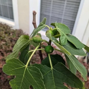 Set of 2 Celeste Fig Live Plants (Ficus carica) – 4-6