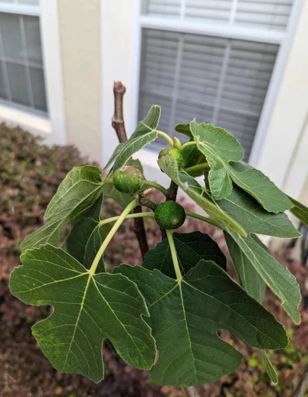 Set of 2 Celeste Fig Live Plants (Ficus carica) – 4-6" Tall – Edible Fruit Tree - Image 4