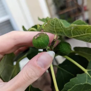 Set of 2 Celeste Fig Live Plants (Ficus carica) – 4-6