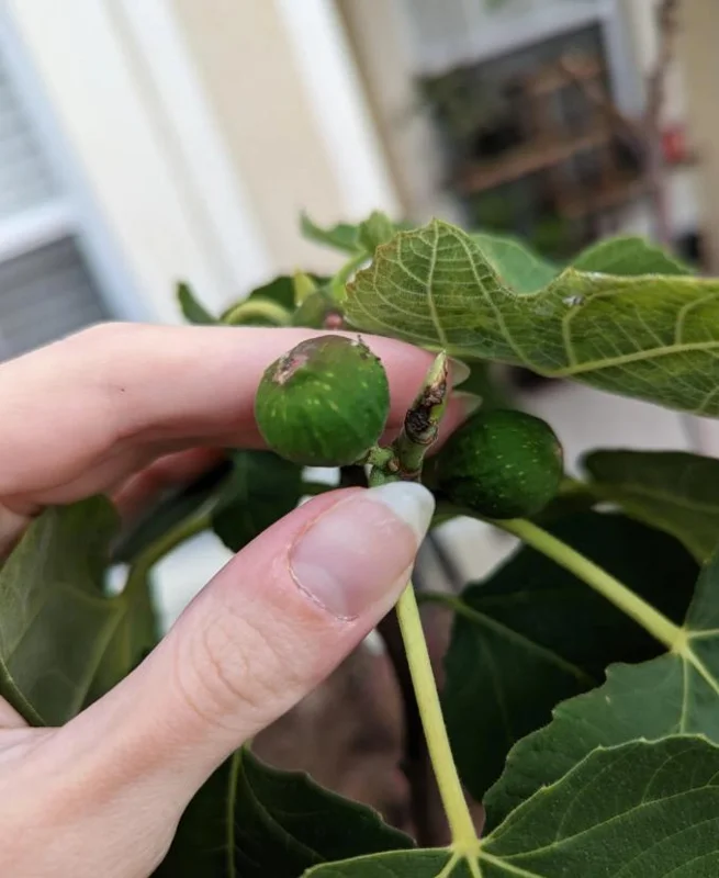 Set of 2 Celeste Fig Live Plants (Ficus carica) – 4-6" Tall – Edible Fruit Tree - Image 5