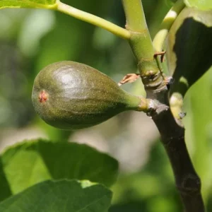 Set of 2 Celeste Fig Live Plants (Ficus carica) – 4-6