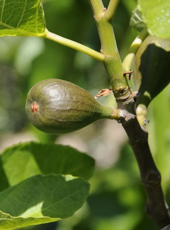 Set of 2 Celeste Fig Live Plants (Ficus carica) – 4-6" Tall – Edible Fruit Tree - Image 6